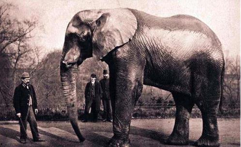 大象玛莉爆料事件视频,揭秘娱乐圈惊人内幕